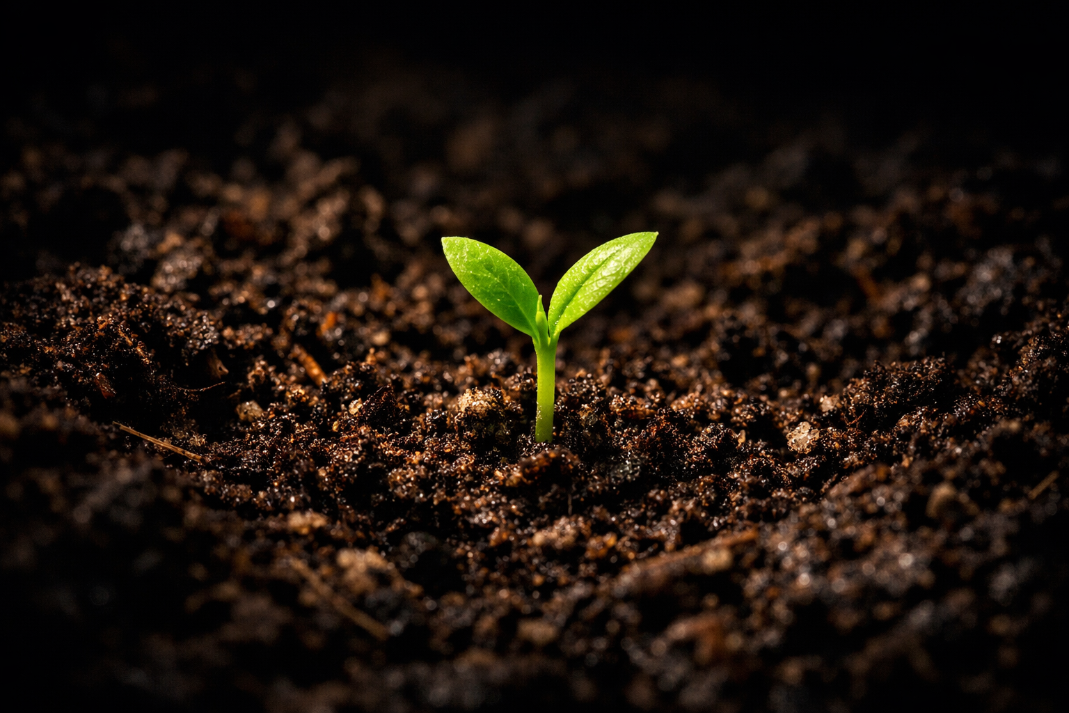 Rich fertile soil with a sprout